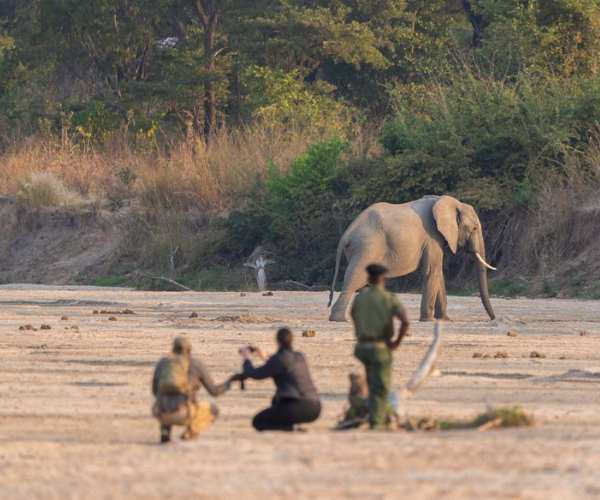 Luwi South Luangwa