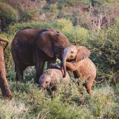 Madikwe2