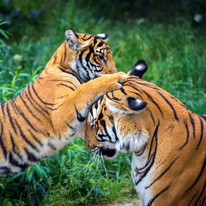 Malayan Tigers, Malaysia