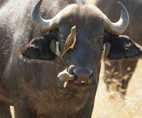 Masai Mara buffalo when to go