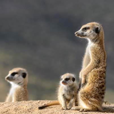 Meerkat botswana 402