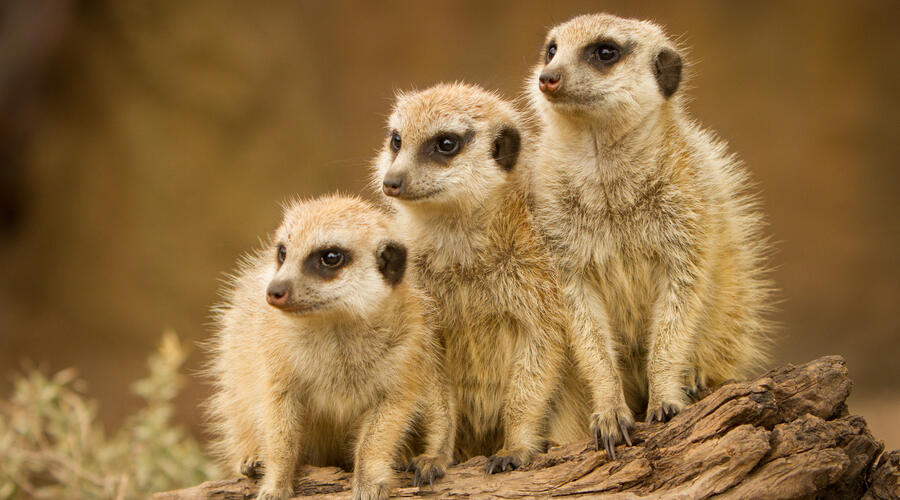 Meerkats