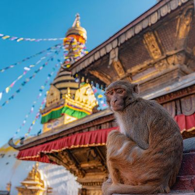 Monkeys around Monkey Temple, Kathmandu, Nepal