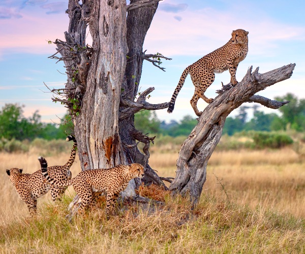 Moremi Game Reserve Cheetahs Blog Section Image