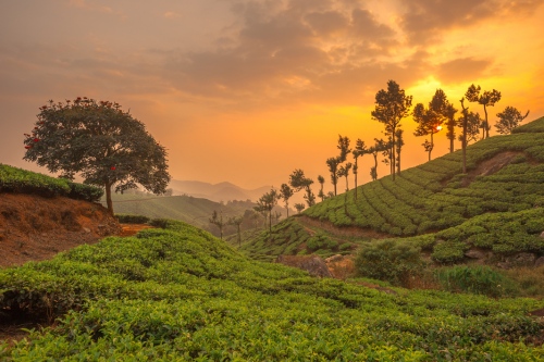 Munnar sunset