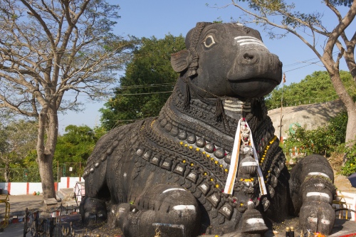 Mysore Nandi bull