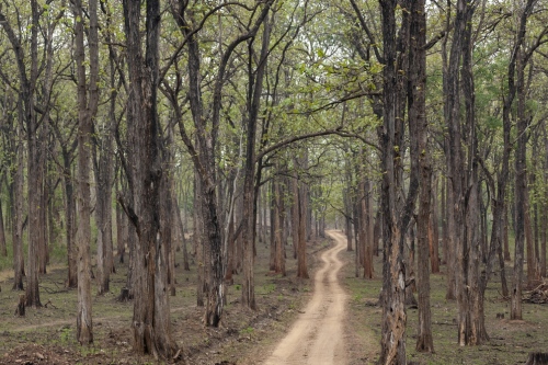 Nagarhole NP Tier