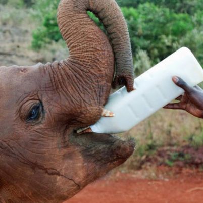 Nairobii sheldrick