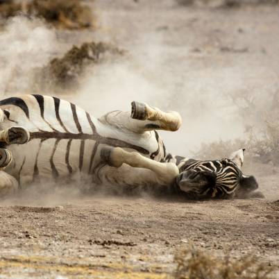 Namibia Etosha