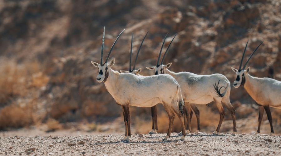 Namibrand oryx