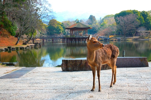 Nara deer Nara park 1