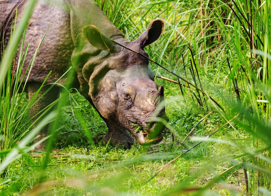 Nepal safari