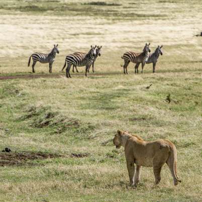 Ngorongoro Crater