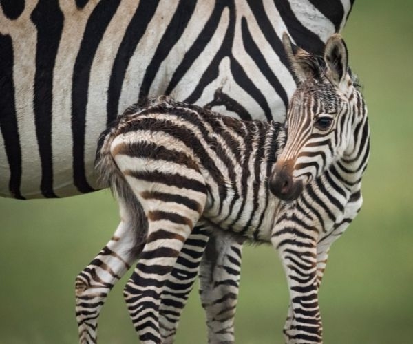 Ngorongoro Crater Wtg 1