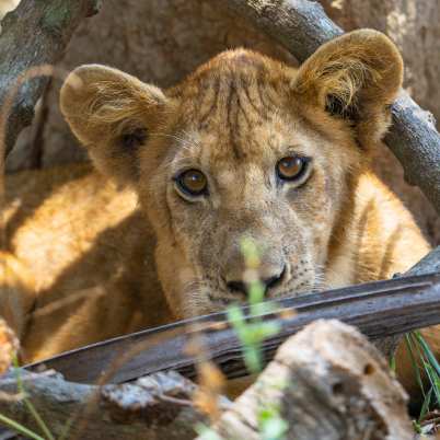 Nyerere National Park2