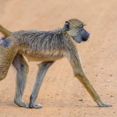 Nyerere National Park3