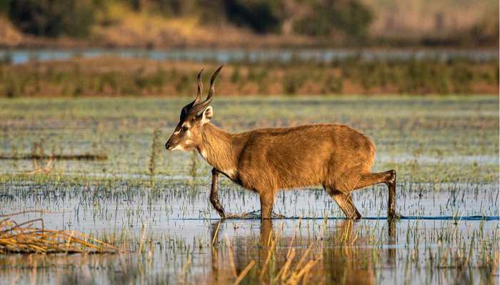 Okavango delta