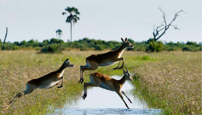 Okavango delta Jao 1