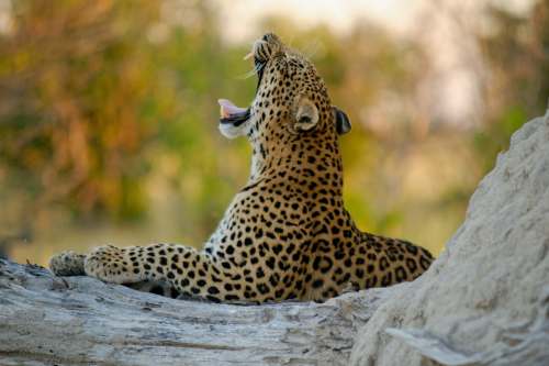 Okavango Delta Leopard 500x333 1