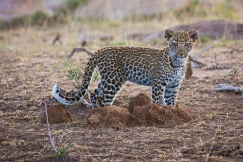 Olakia Camp2 Serengeti National Park 500x333 1