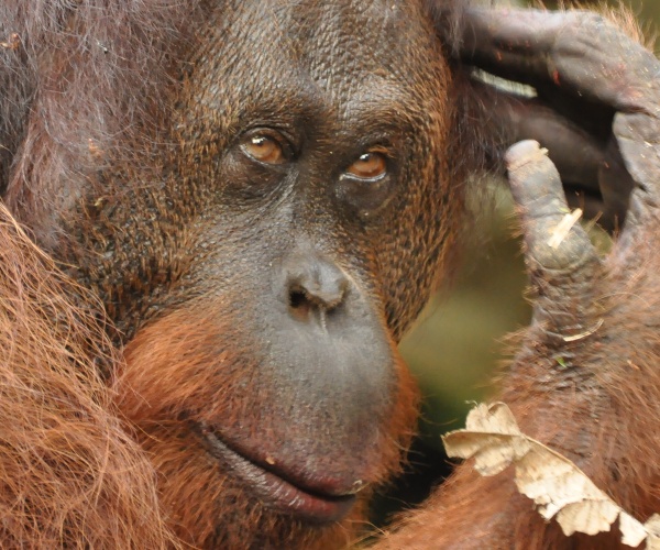 Orangutan in Danum Valley Borneo