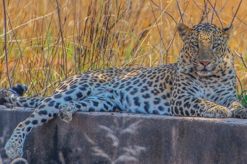 Panna leopard