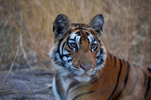 Panna tiger