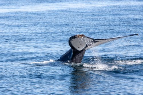 Plettenberg Bay Whale Watching