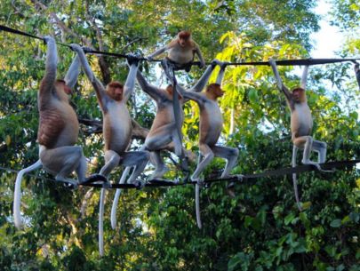 Proboscis monkeys in Kinabatangan River Sabah Listing Box