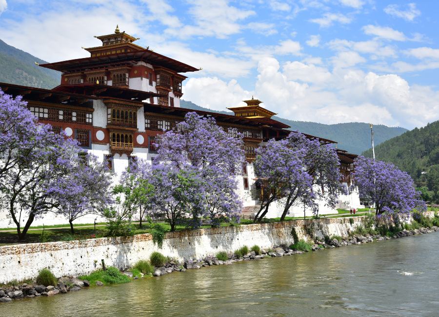 Punakha Dzong in Spring