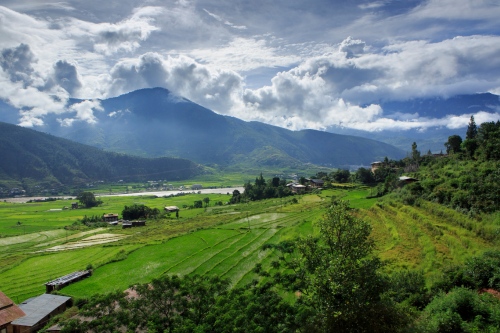 Punakha ricefields