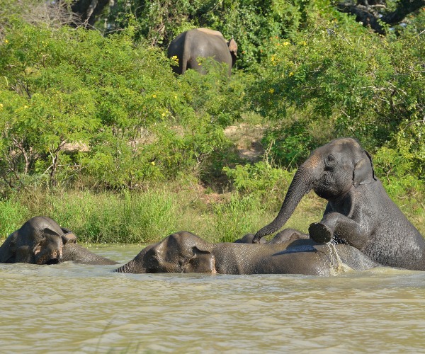 Pygmy elephants Kinabatangan River