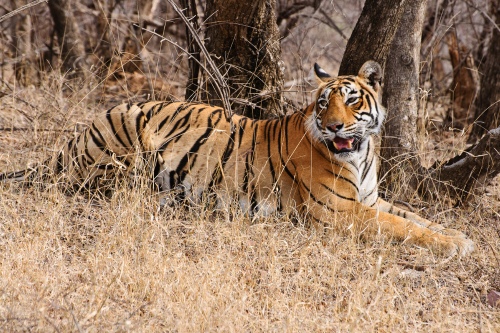 Ranthambore tiger