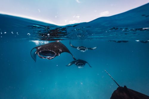 Rays Maldives