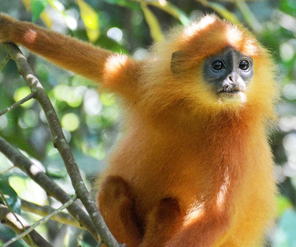 Red leaf monkey Danum Valley Sabah