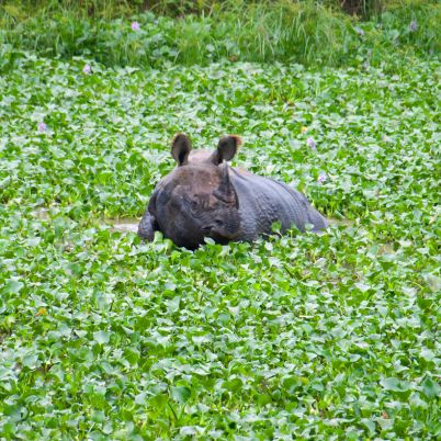 Rhino, Chitwan, Nepal