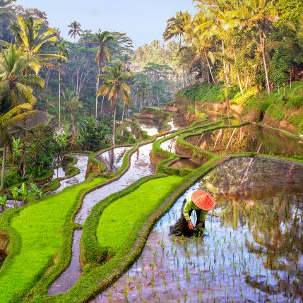 Rice field Bali