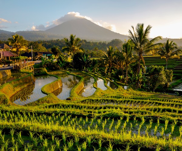 Rice terraces in Karangasem Bali