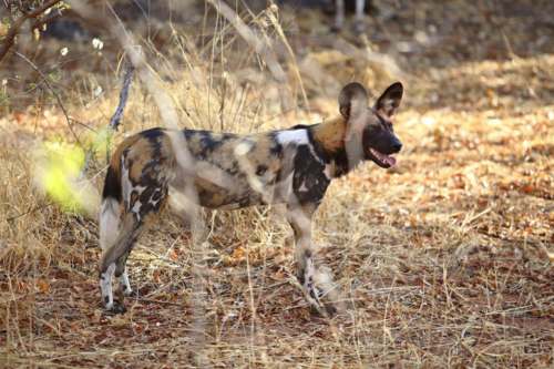 Ruaha National Park Jabali 500x333 1