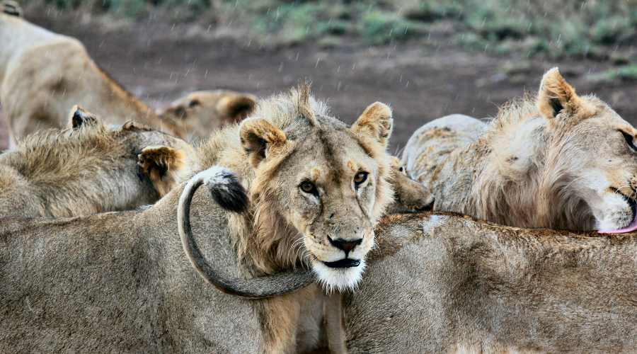 Ruaha Tanzania