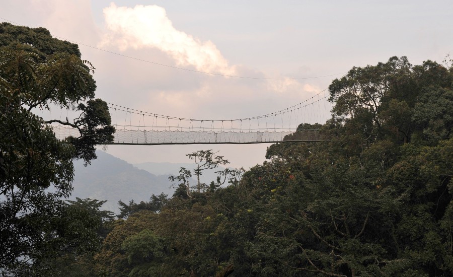 Rwanda nyungwe canopy walkway