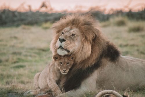 Sabi Sands lions