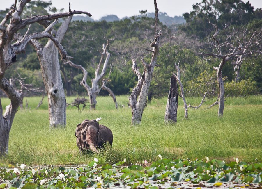 Safari drive in Yala National Park