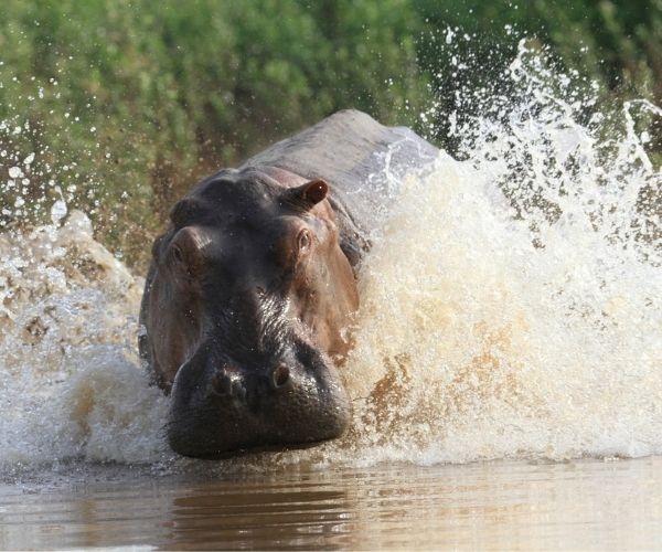 Selous Game Reserve wtg 1