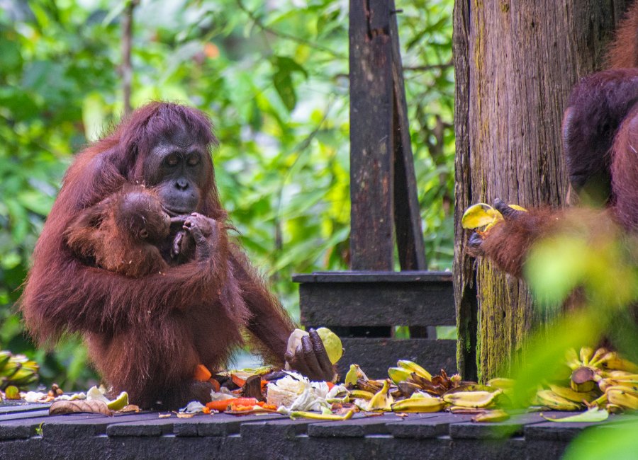 Sepilok Orang Utan centre Sabah