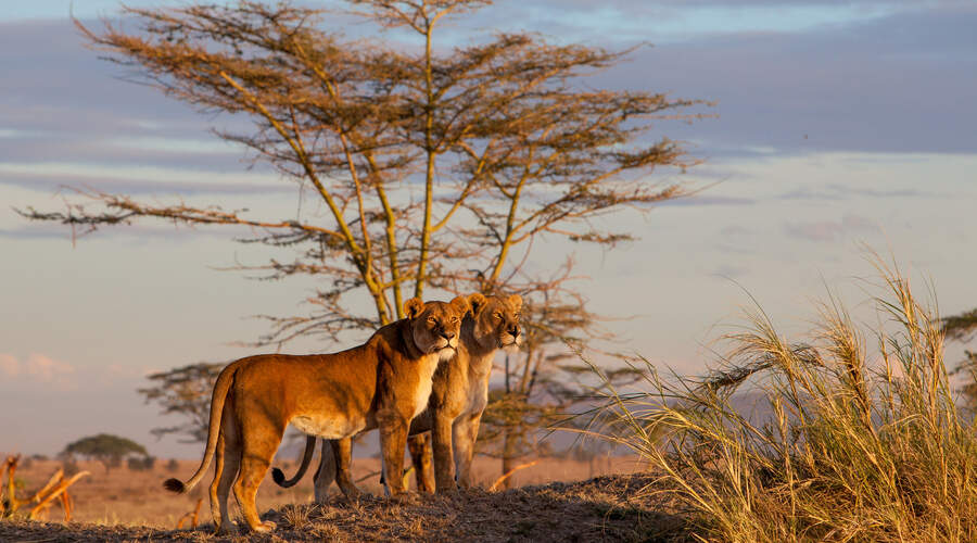 Serengeti Lions 1