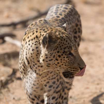 Serengeti national park