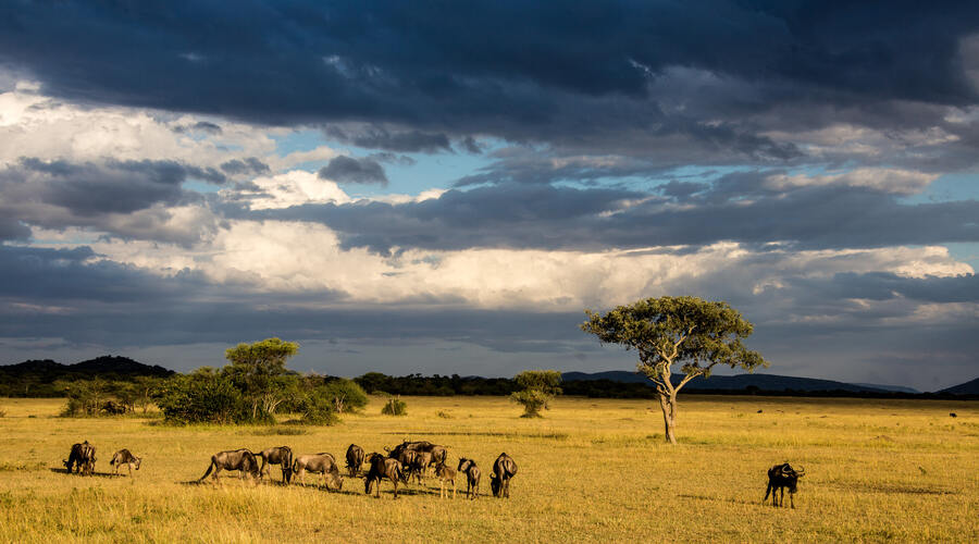 Serengeti Storm