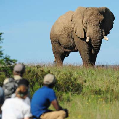 Shamwari Eastern Cape