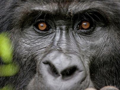 Silverback Gorilla in Bwindi National Park Listing Box